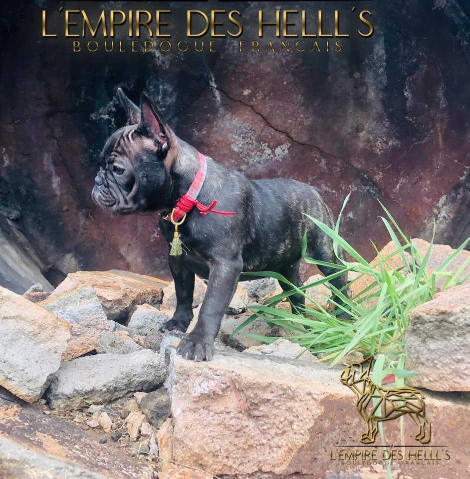 Swann-bella de l'Empire des Hellls