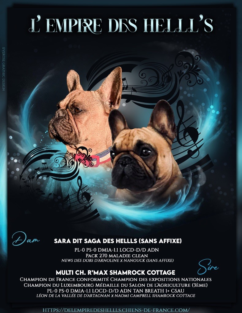 chiot Bouledogue français de l'Empire des Hellls