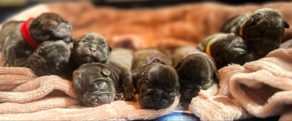 chiot Bouledogue français de l'Empire des Hellls