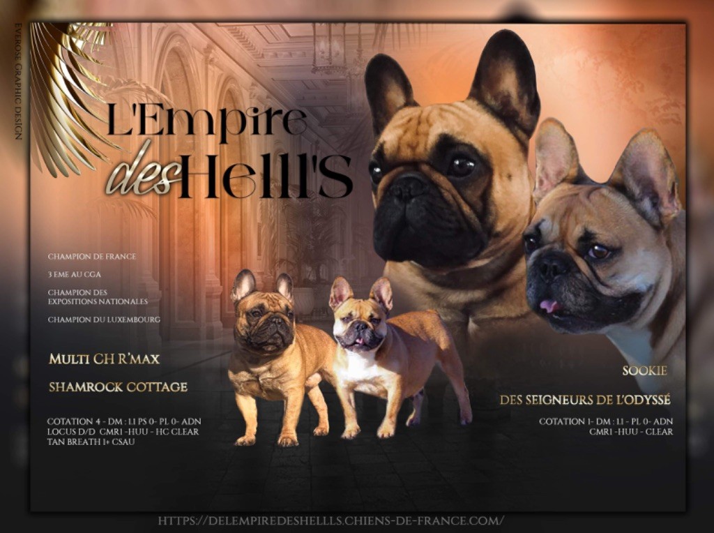 chiot Bouledogue français de l'Empire des Hellls