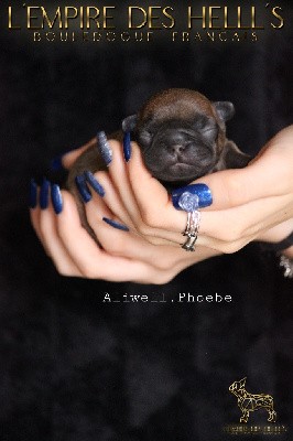 Aliwell Phoebe 