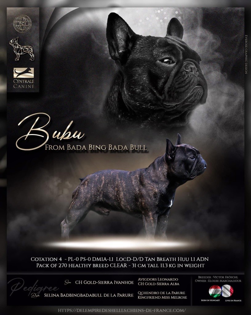 CH. Bubu from bada bing bada bull