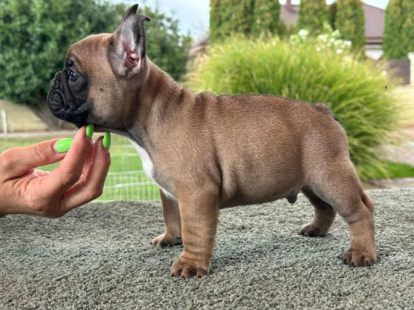 carpe diem bulldog AS DE PIQUE