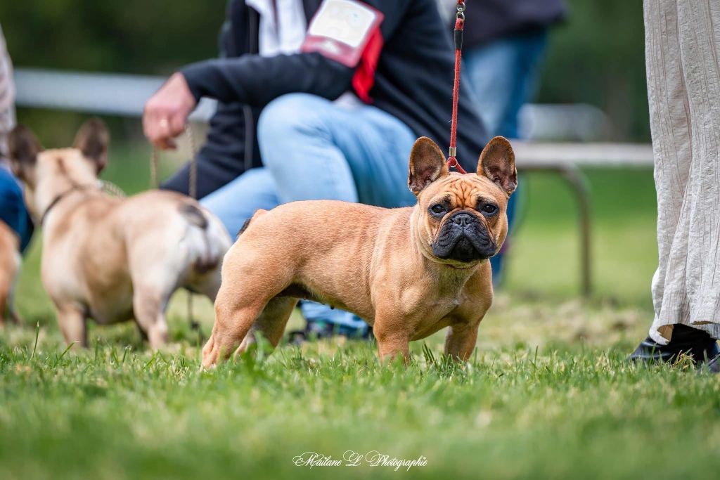 Violette de l'Empire des Hellls