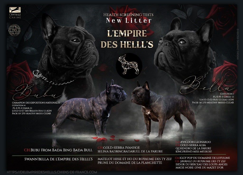 Chiot Bouledogue français de l'Empire des Hellls