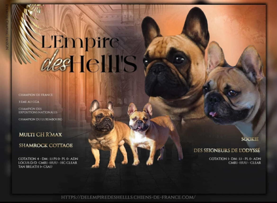 de l'Empire des Hellls - Bouledogue français - Portée née le 11/10/2025
