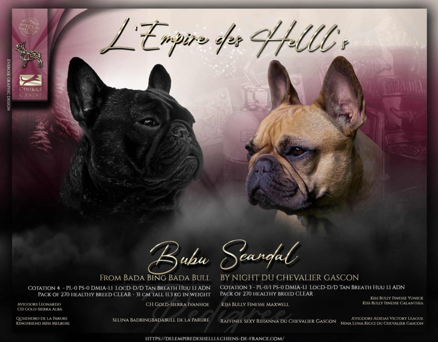 de l'Empire des Hellls - Bouledogue français - Portée née le 11/10/2025