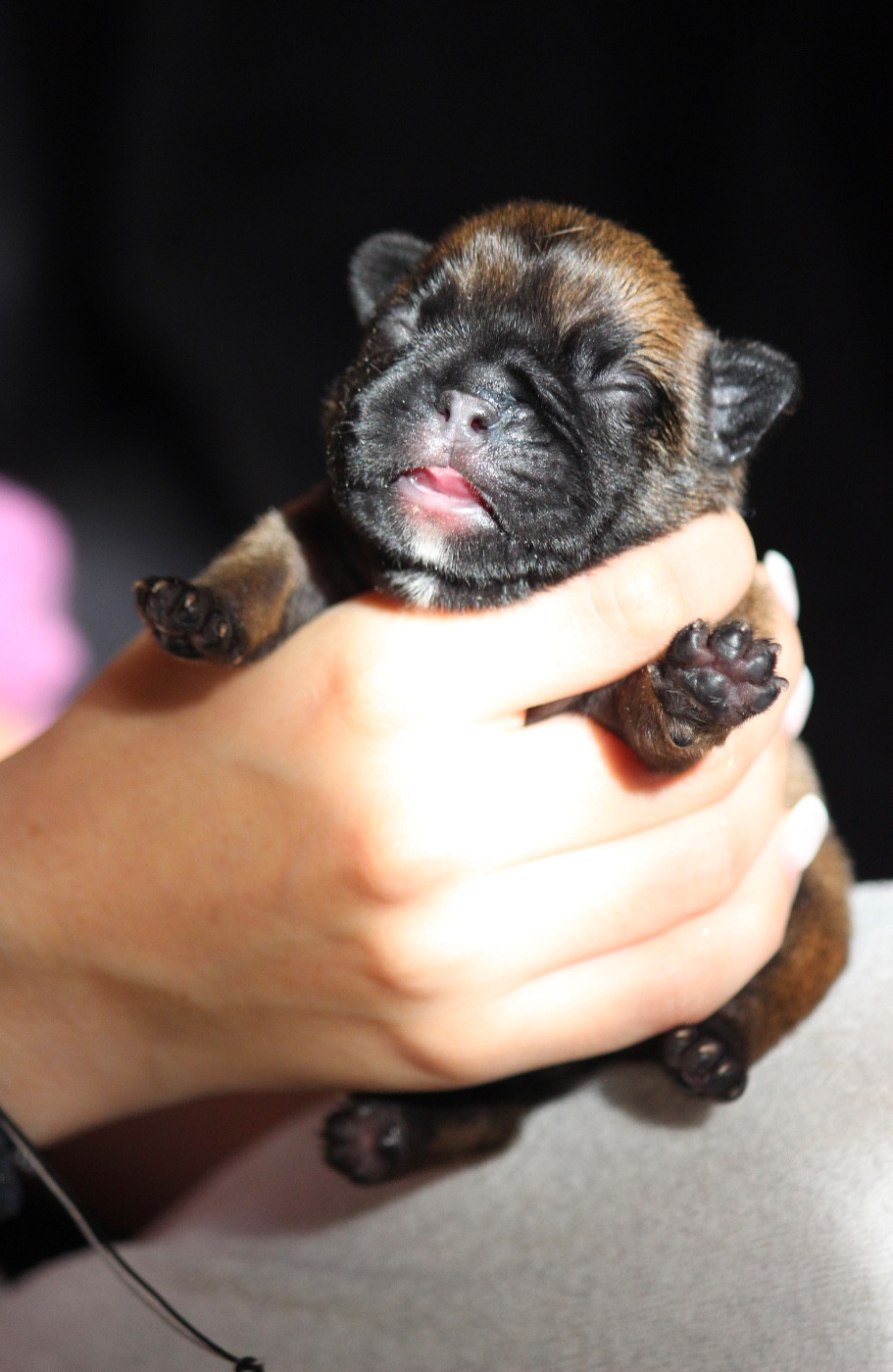 de l'Empire des Hellls - Chiots disponibles - Bouledogue français
