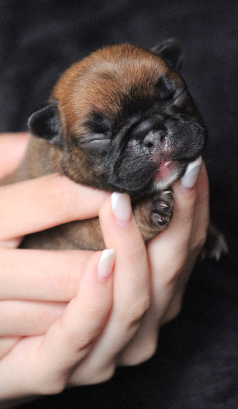 de l'Empire des Hellls - Chiots disponibles - Bouledogue français
