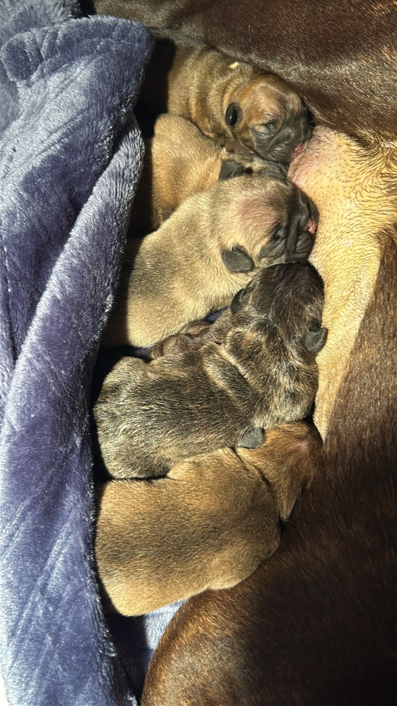 Chiot Bouledogue français de l'Empire des Hellls