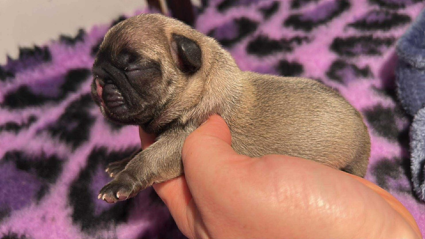 de l'Empire des Hellls - Chiots disponibles - Bouledogue français