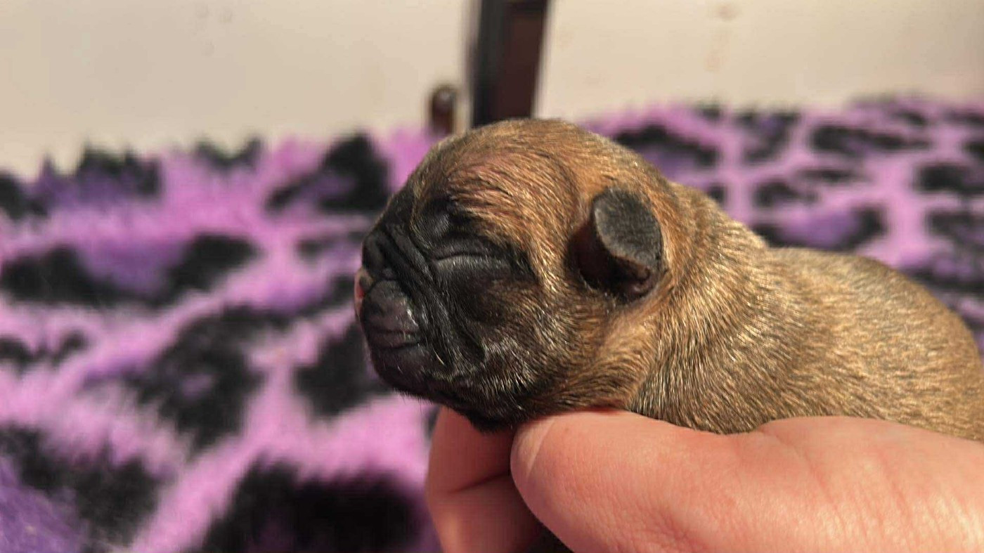 de l'Empire des Hellls - Chiots disponibles - Bouledogue français