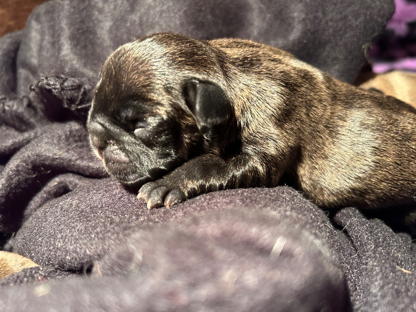 de l'Empire des Hellls - Chiots disponibles - Bouledogue français