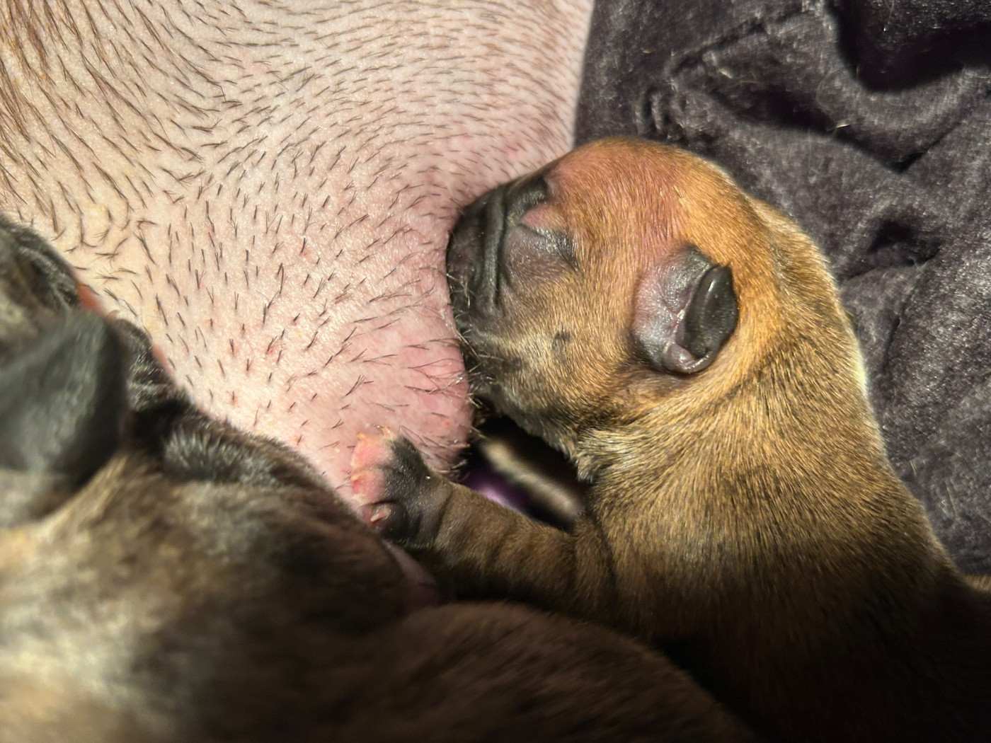 de l'Empire des Hellls - Chiots disponibles - Bouledogue français