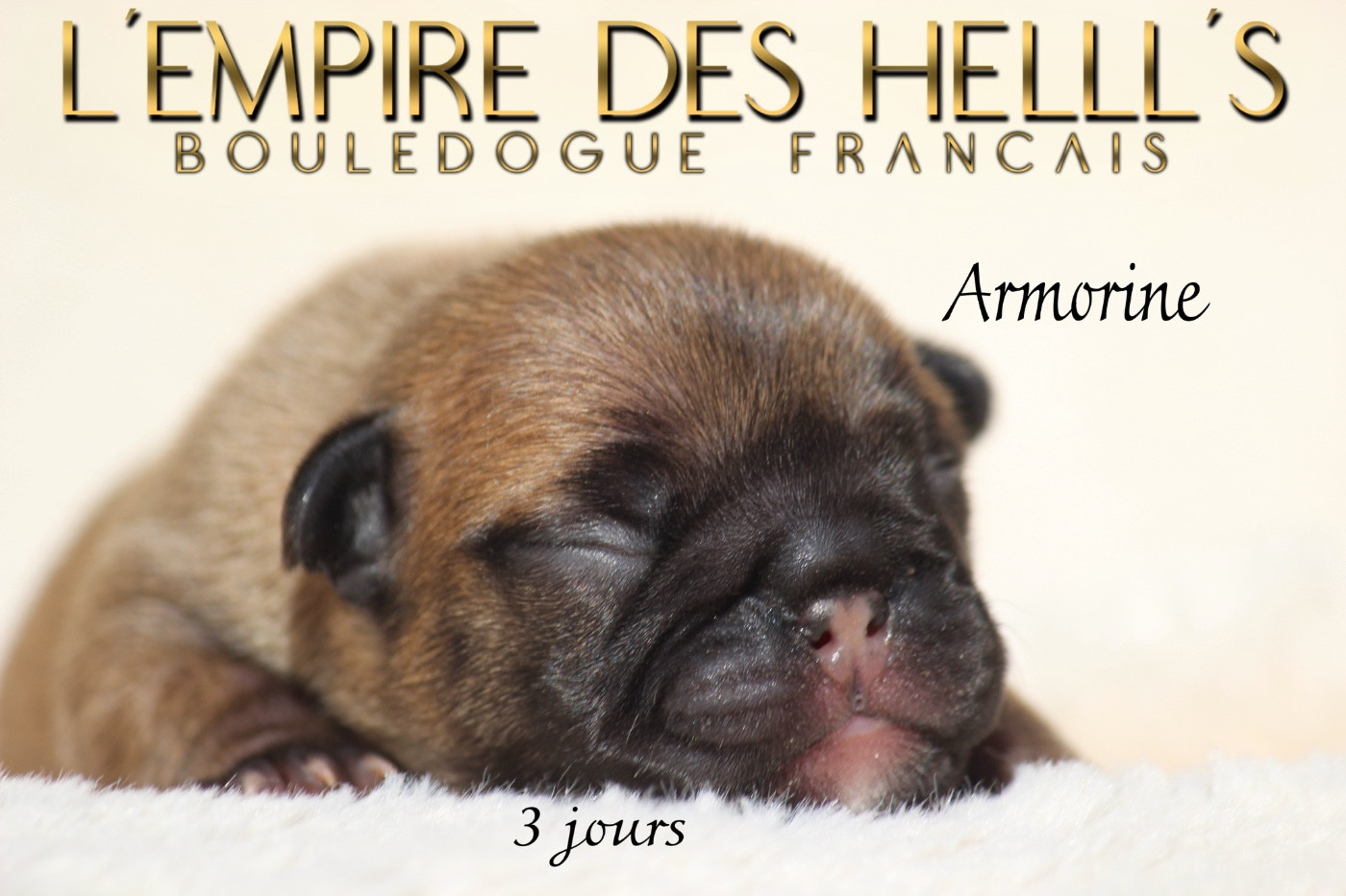 de l'Empire des Hellls - Chiots disponibles - Bouledogue français