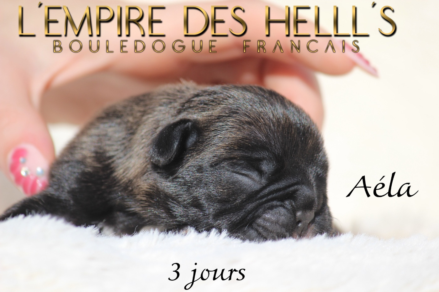 de l'Empire des Hellls - Chiots disponibles - Bouledogue français