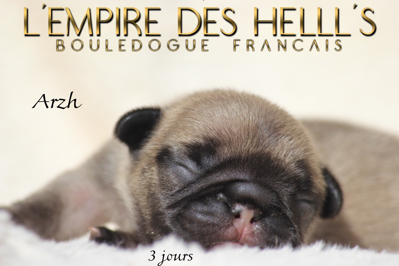 de l'Empire des Hellls - Chiots disponibles - Bouledogue français