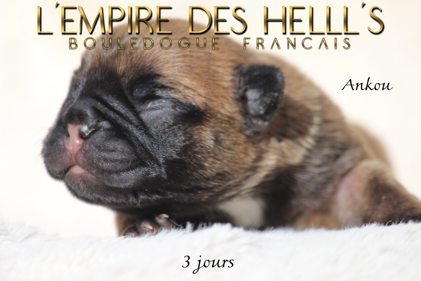 de l'Empire des Hellls - Chiots disponibles - Bouledogue français