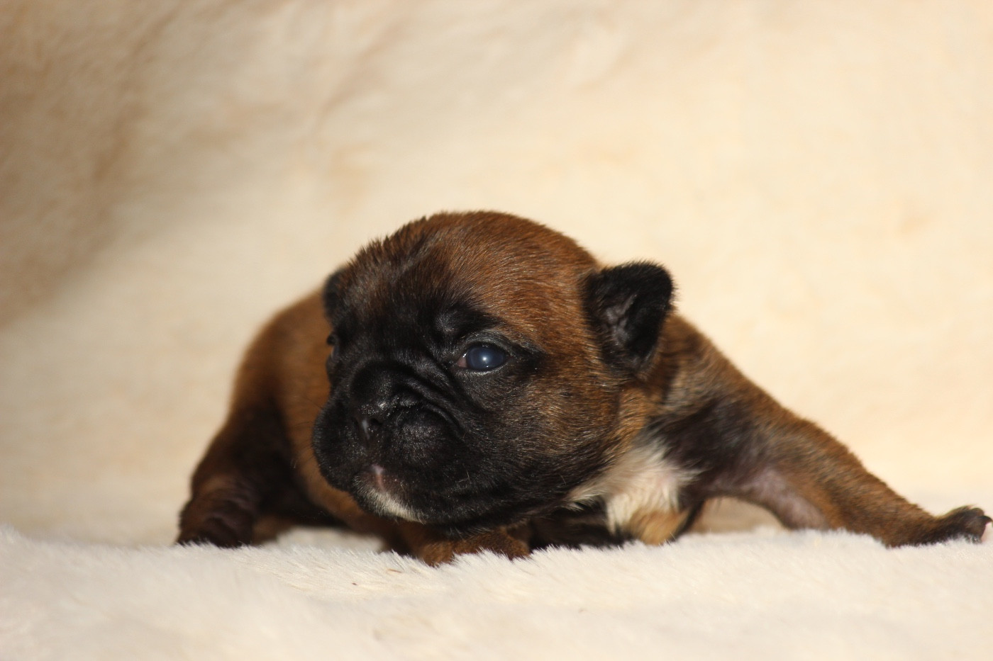 de l'Empire des Hellls - Chiots disponibles - Bouledogue français