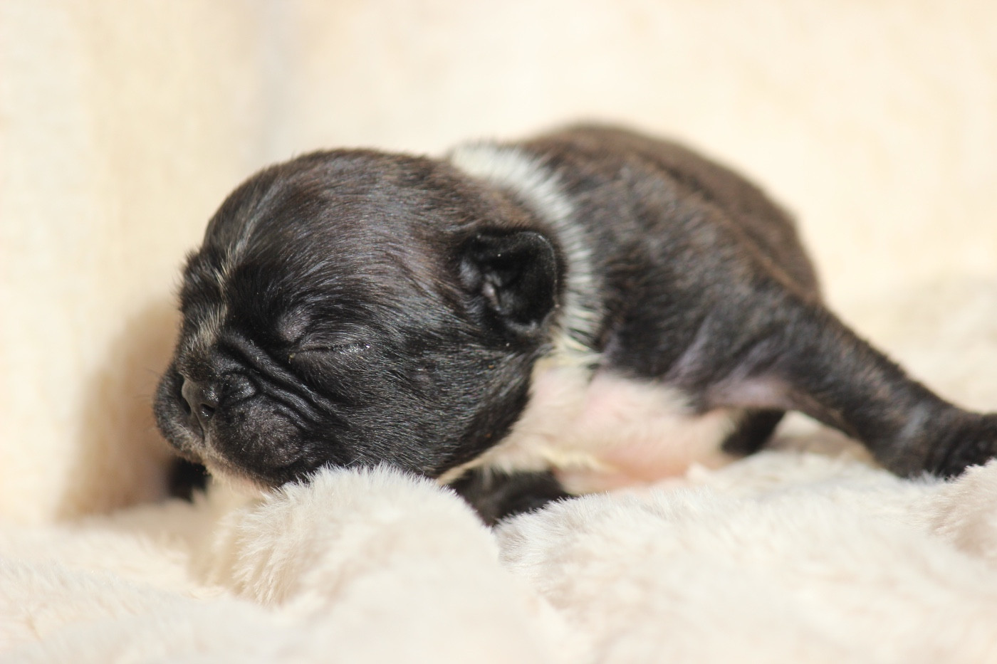 de l'Empire des Hellls - Chiots disponibles - Bouledogue français