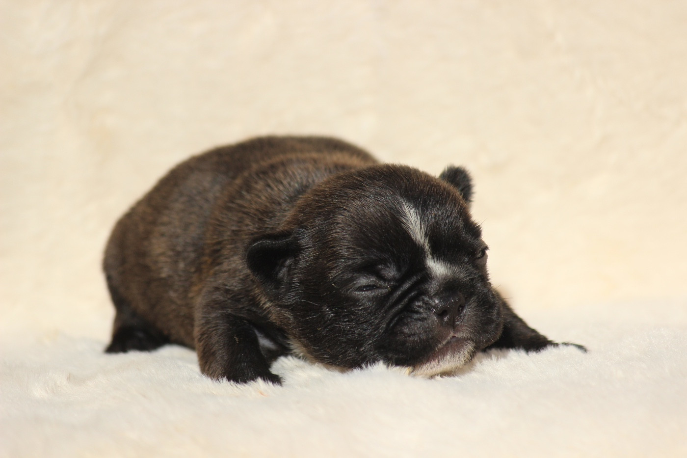 de l'Empire des Hellls - Chiots disponibles - Bouledogue français