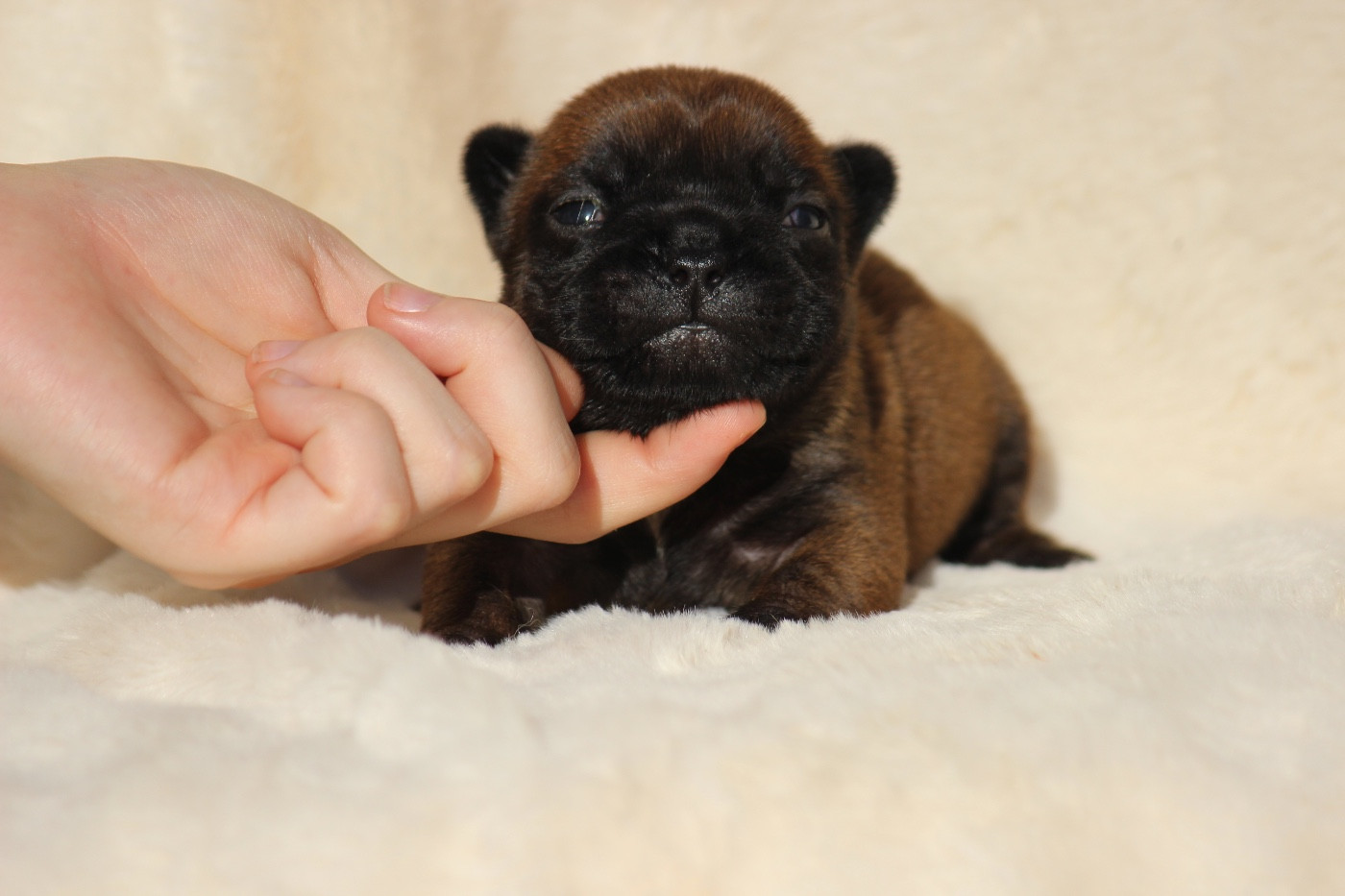 de l'Empire des Hellls - Chiots disponibles - Bouledogue français