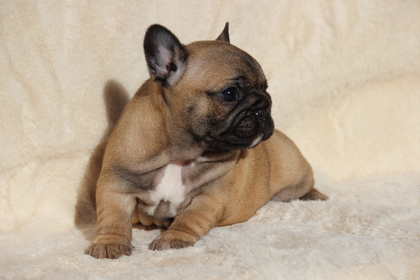 de l'Empire des Hellls - Chiots disponibles - Bouledogue français