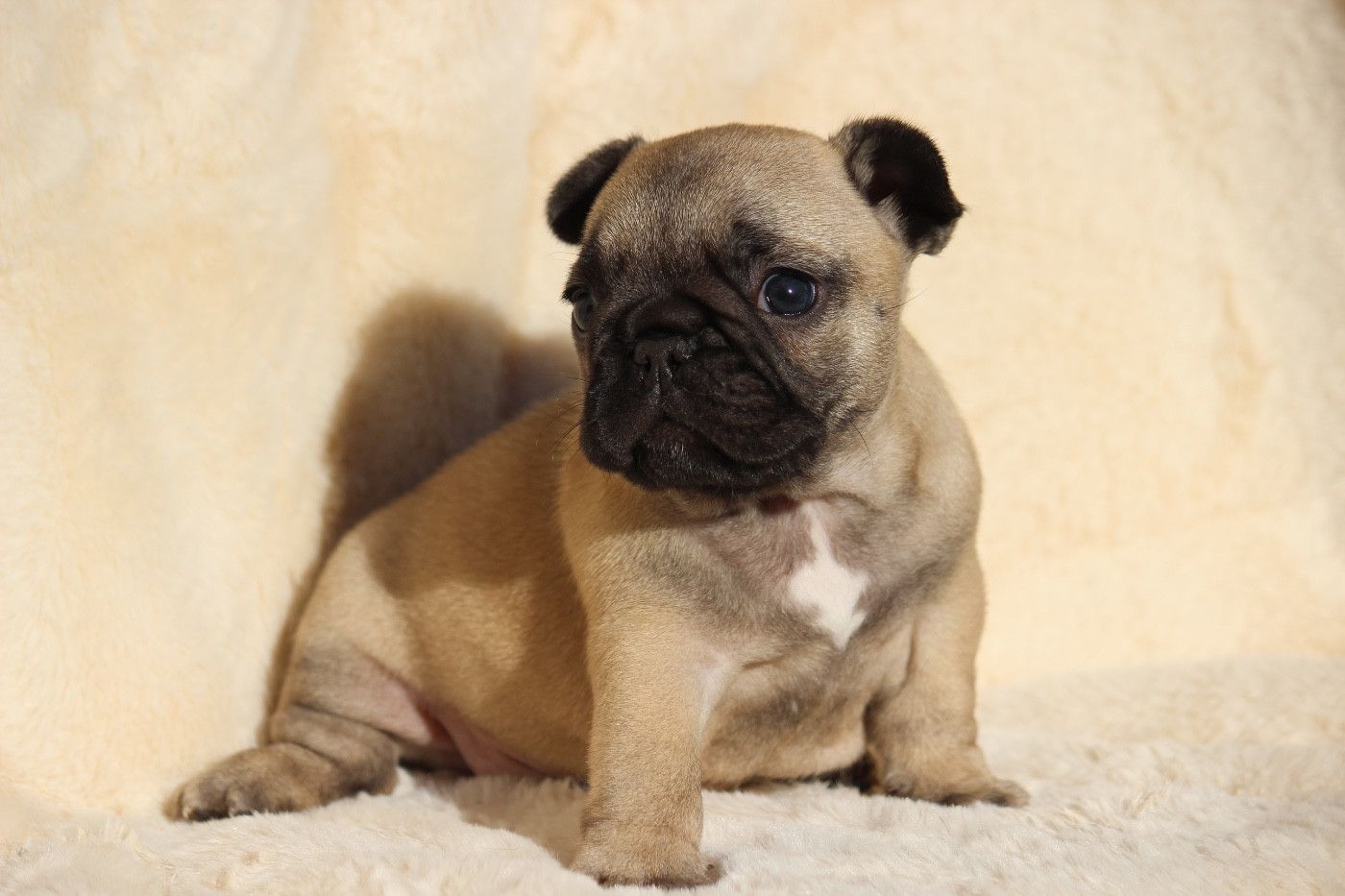 de l'Empire des Hellls - Chiots disponibles - Bouledogue français