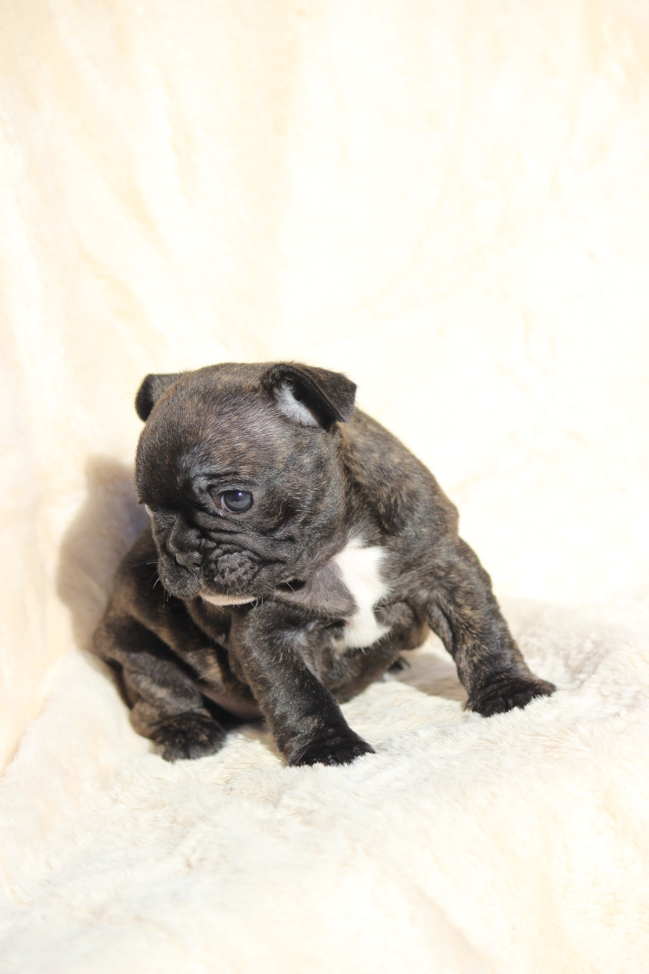 de l'Empire des Hellls - Chiots disponibles - Bouledogue français