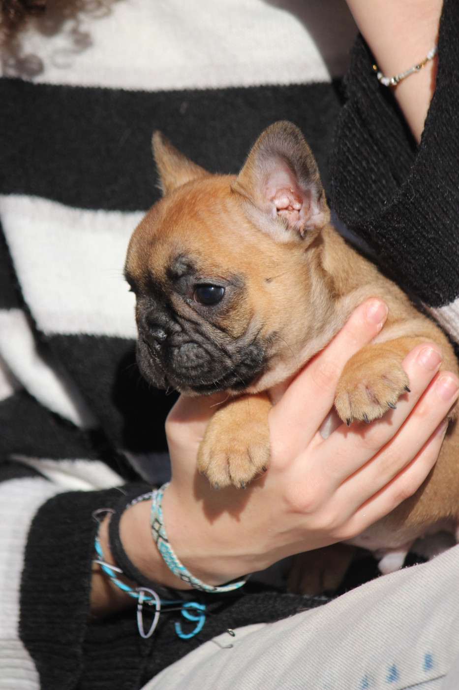 de l'Empire des Hellls - Chiots disponibles - Bouledogue français