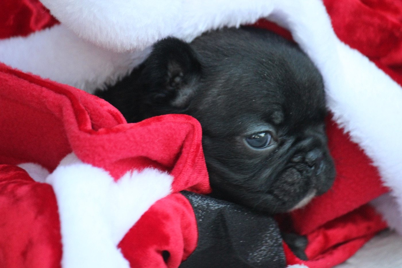 de l'Empire des Hellls - Chiots disponibles - Bouledogue français