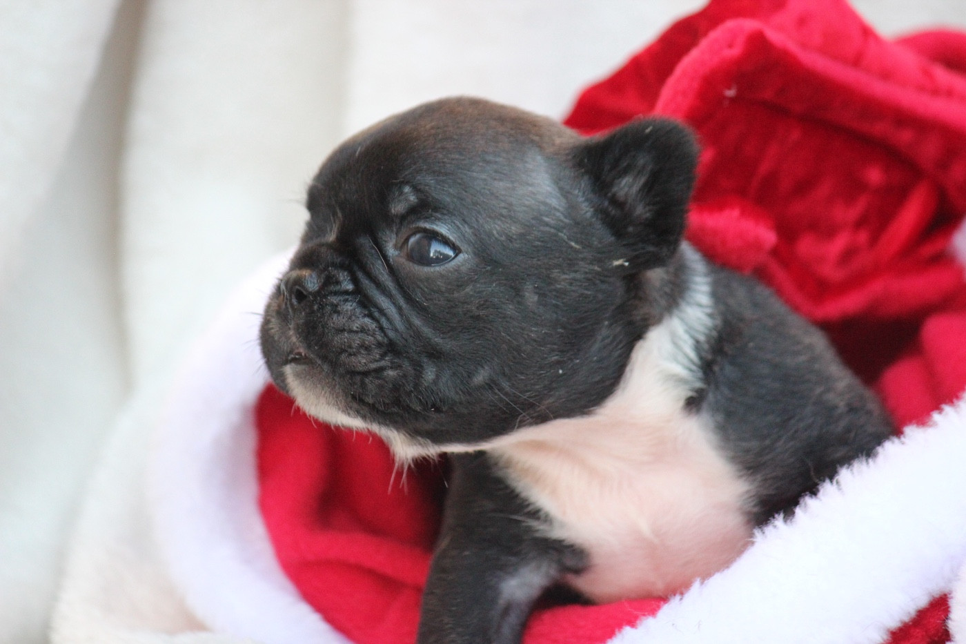 de l'Empire des Hellls - Chiots disponibles - Bouledogue français