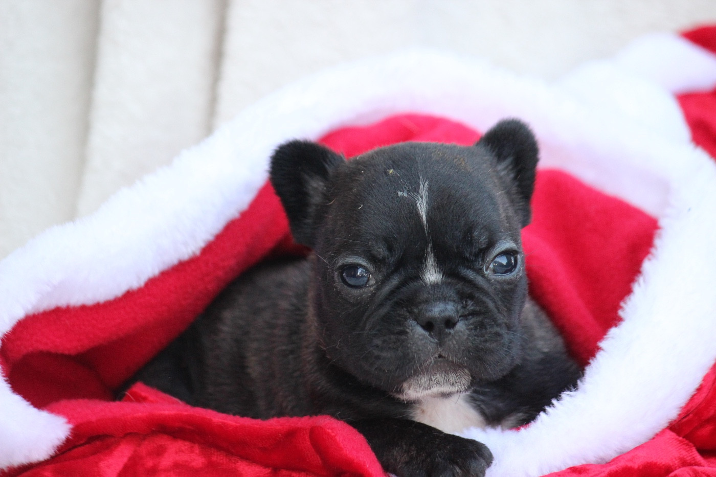 de l'Empire des Hellls - Chiots disponibles - Bouledogue français