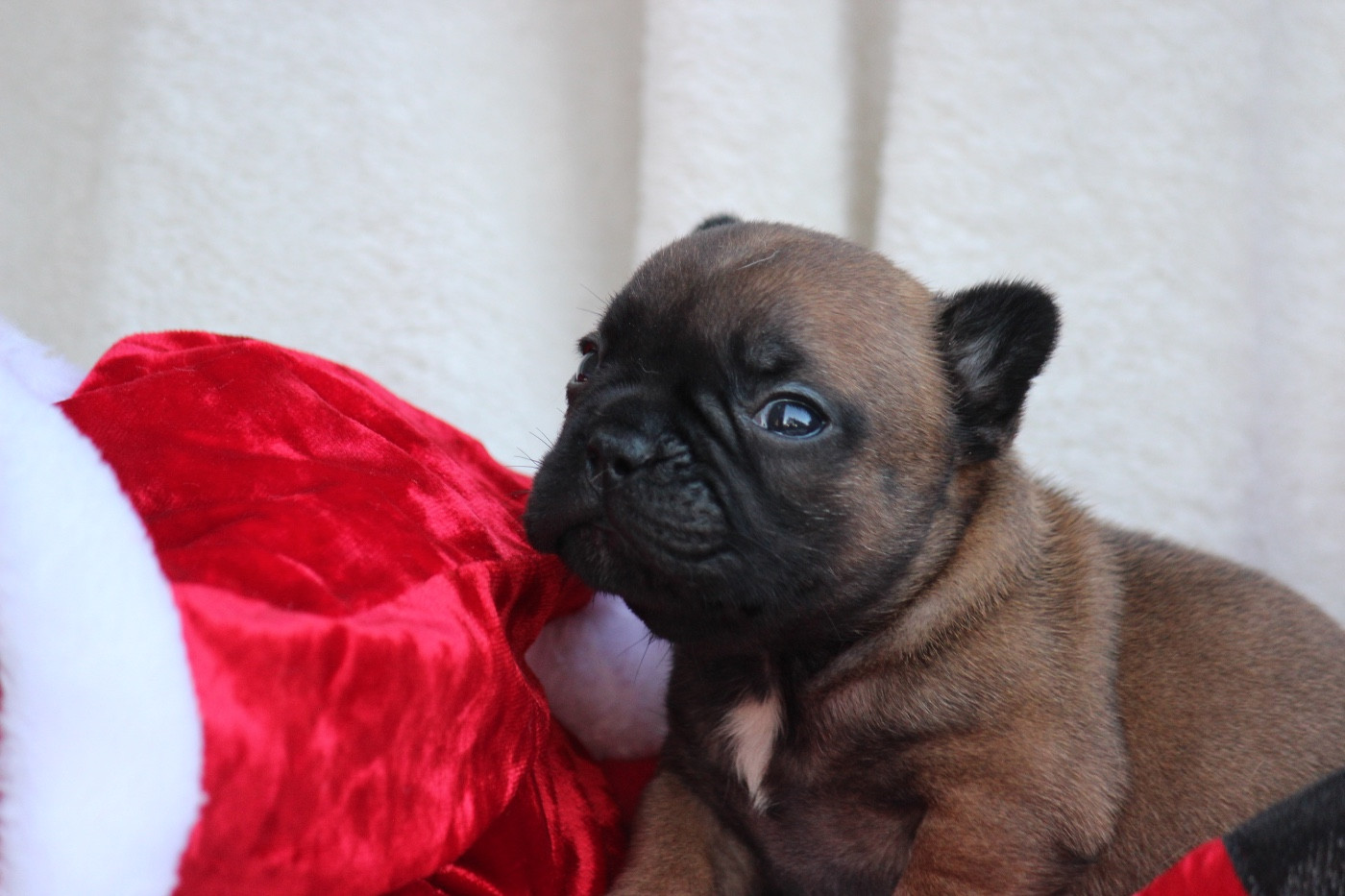 de l'Empire des Hellls - Chiots disponibles - Bouledogue français