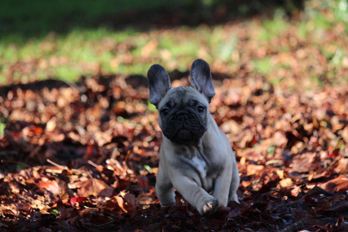 de l'Empire des Hellls - Chiots disponibles - Bouledogue français