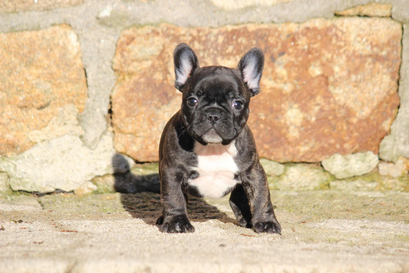 de l'Empire des Hellls - Chiots disponibles - Bouledogue français