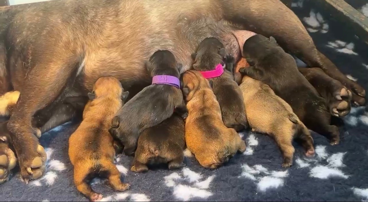 de l'Empire des Hellls - Chiots disponibles - Bouledogue français