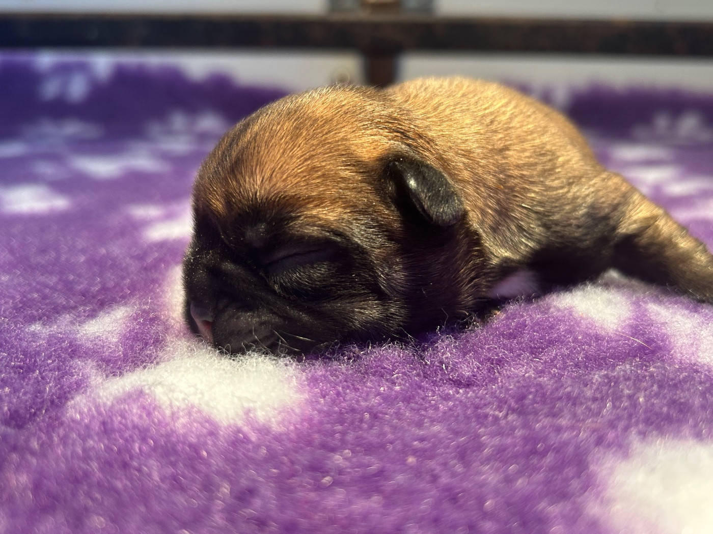 de l'Empire des Hellls - Chiots disponibles - Bouledogue français