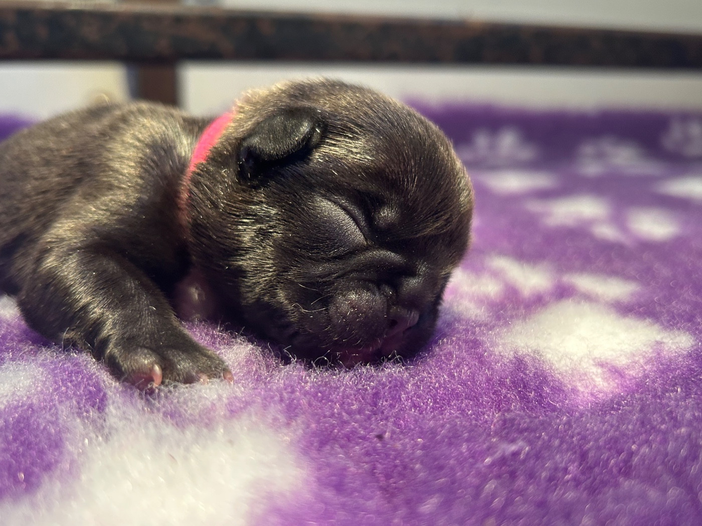 de l'Empire des Hellls - Chiots disponibles - Bouledogue français