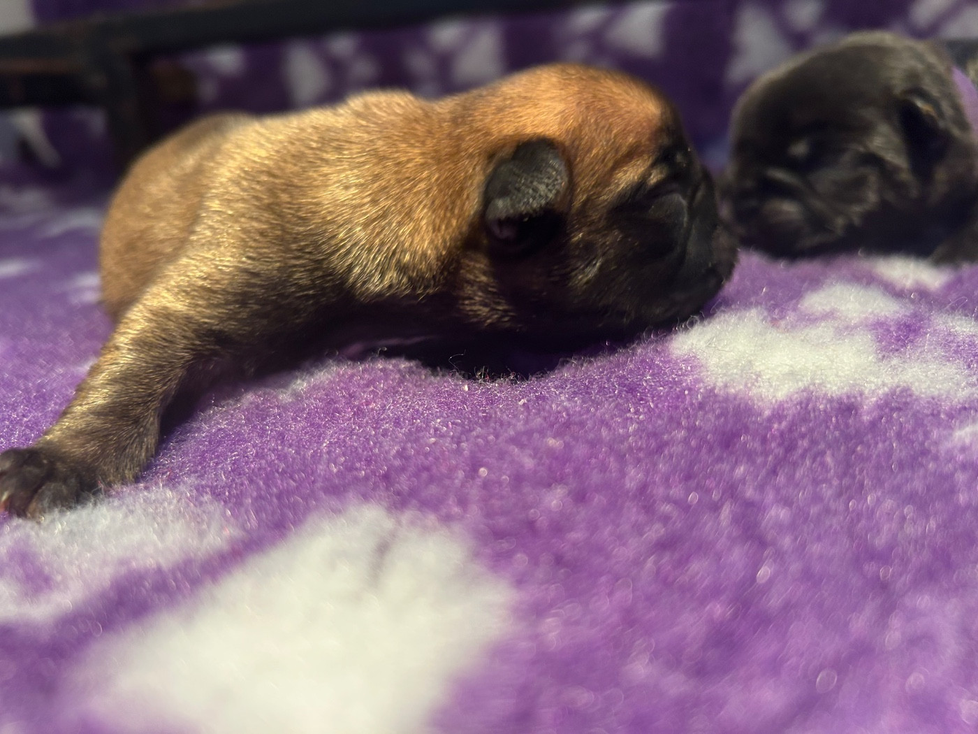 de l'Empire des Hellls - Chiots disponibles - Bouledogue français