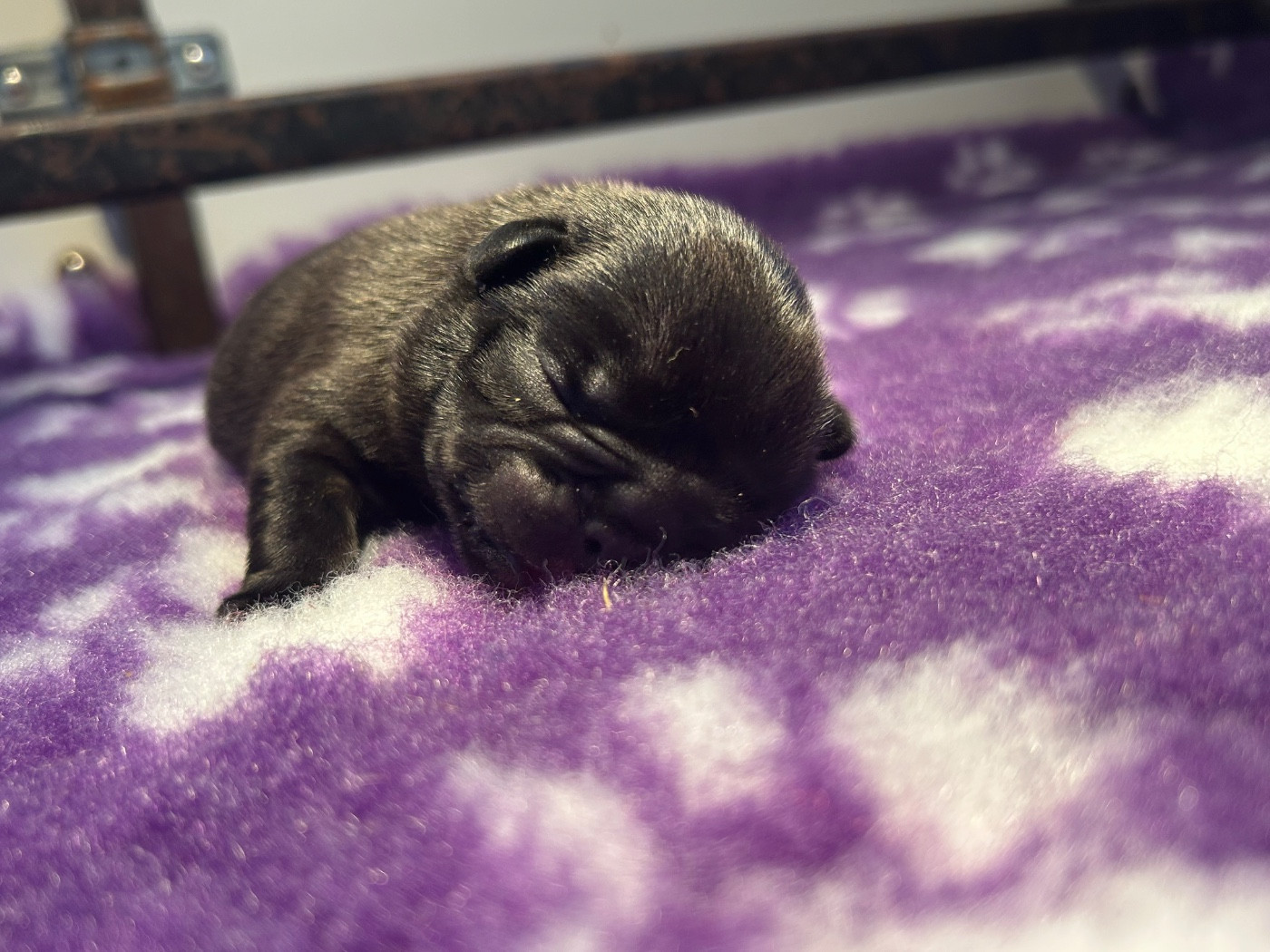 de l'Empire des Hellls - Chiots disponibles - Bouledogue français