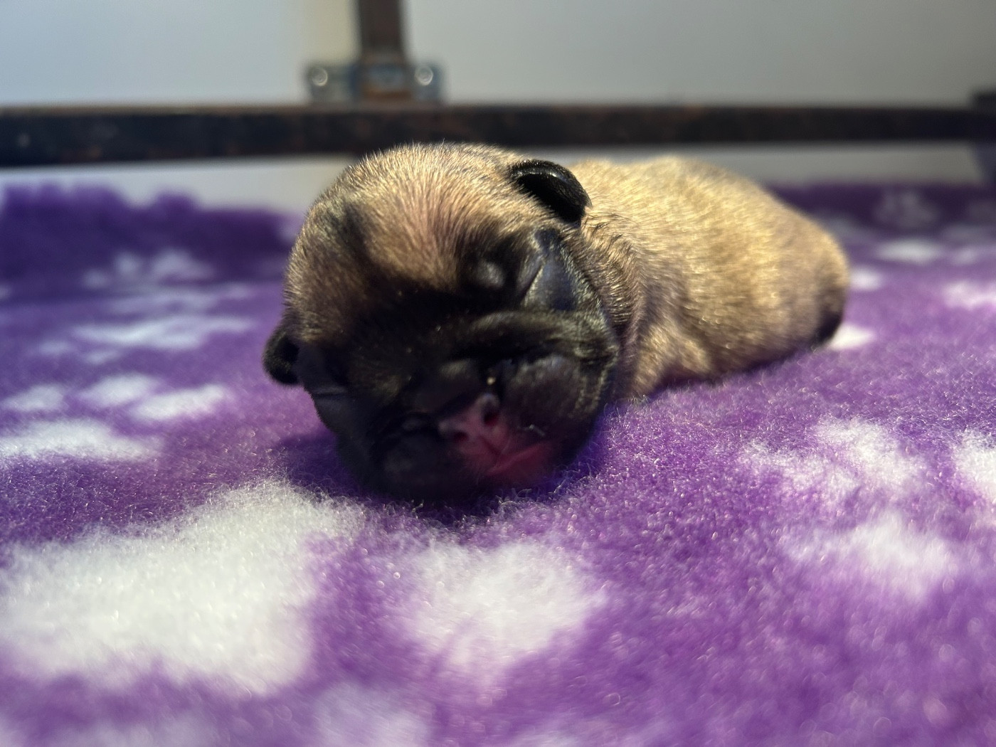 de l'Empire des Hellls - Chiots disponibles - Bouledogue français