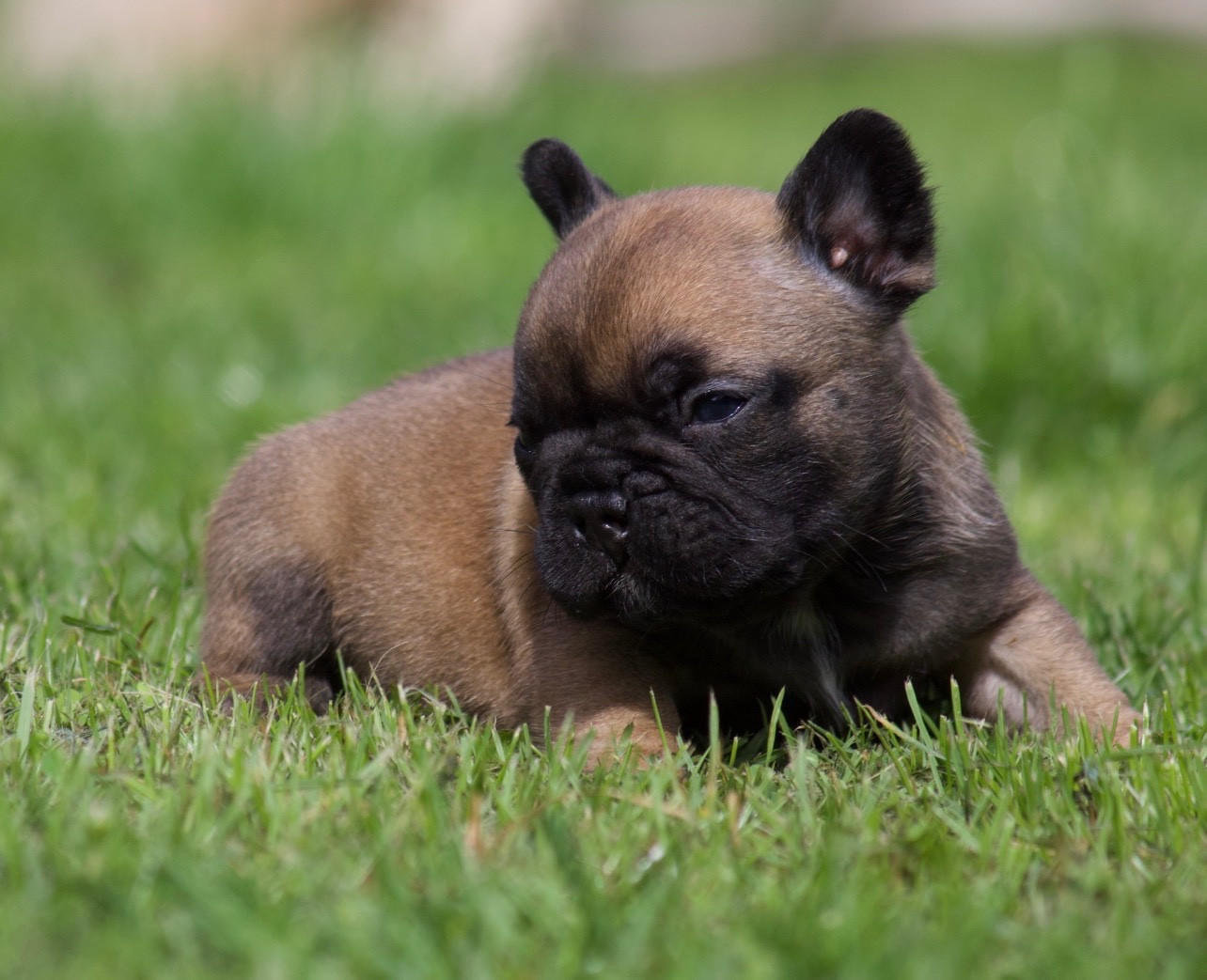de l'Empire des Hellls - Chiots disponibles - Bouledogue français