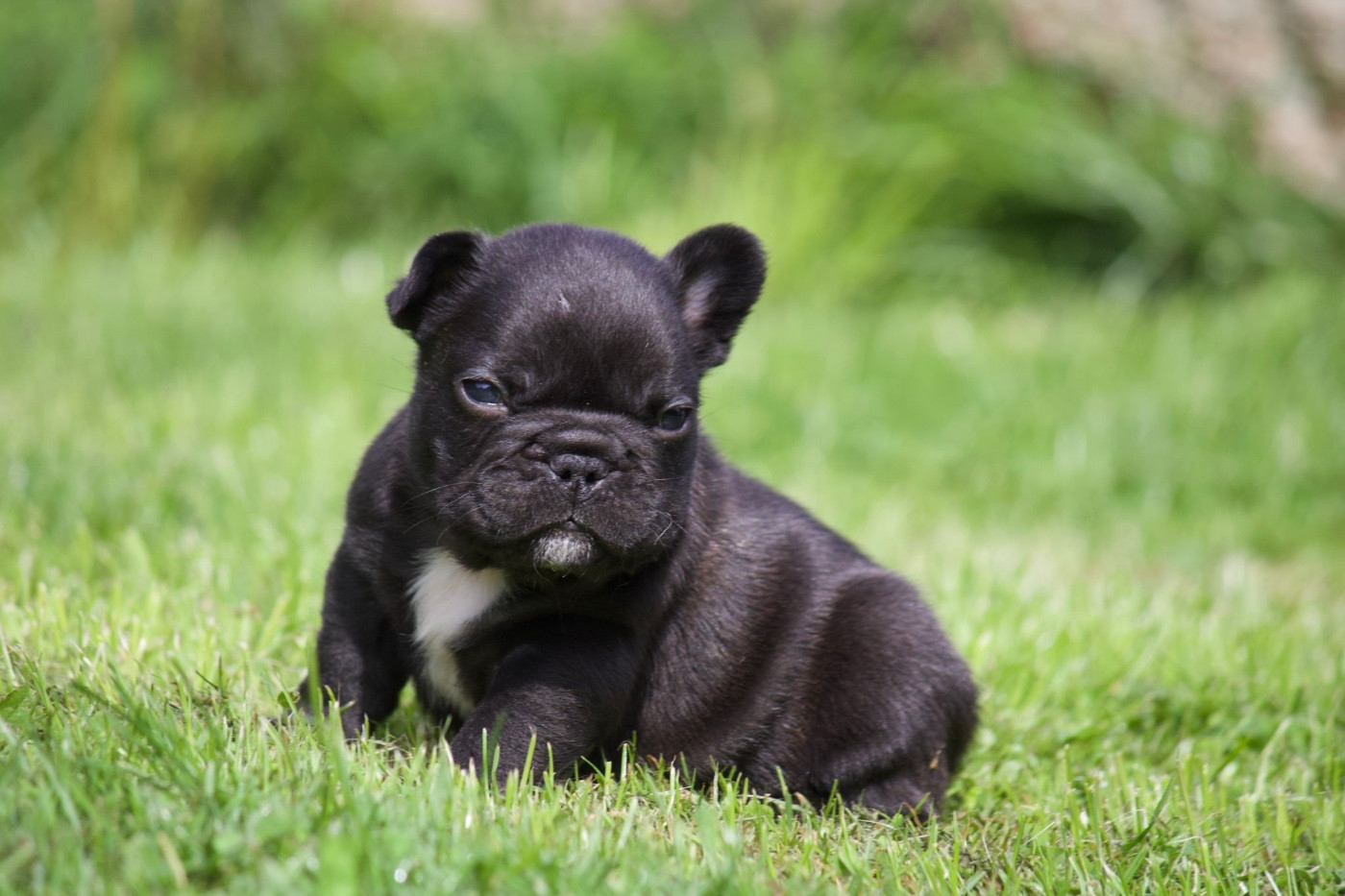 de l'Empire des Hellls - Chiots disponibles - Bouledogue français