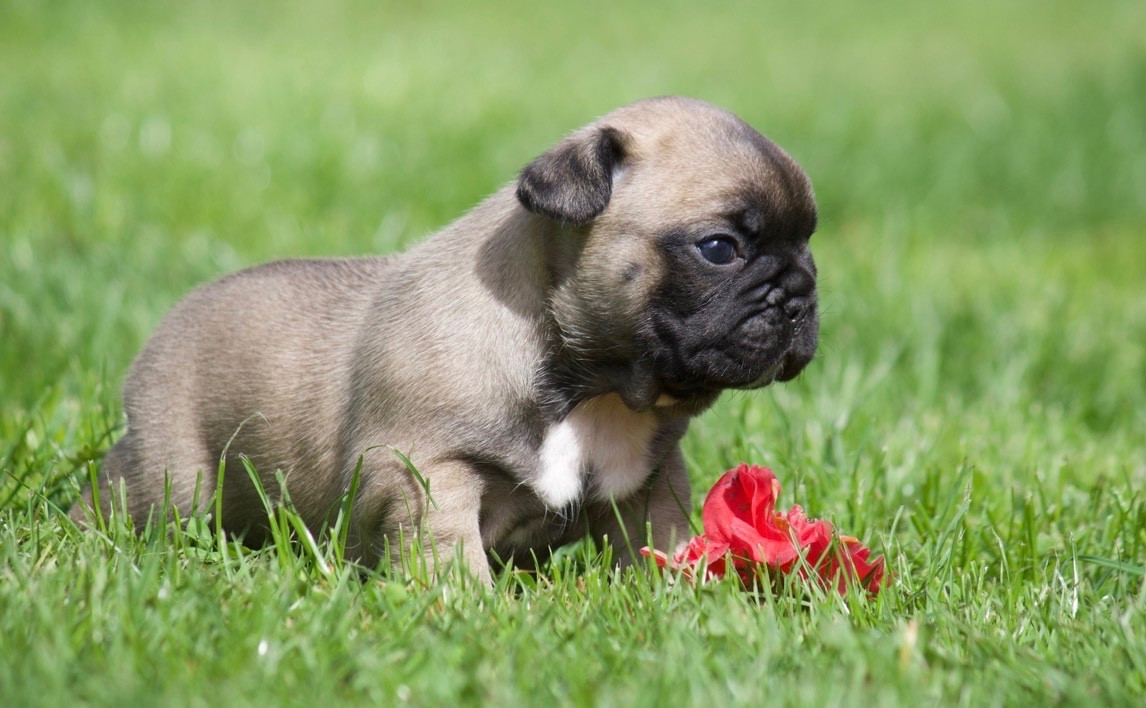 de l'Empire des Hellls - Chiots disponibles - Bouledogue français