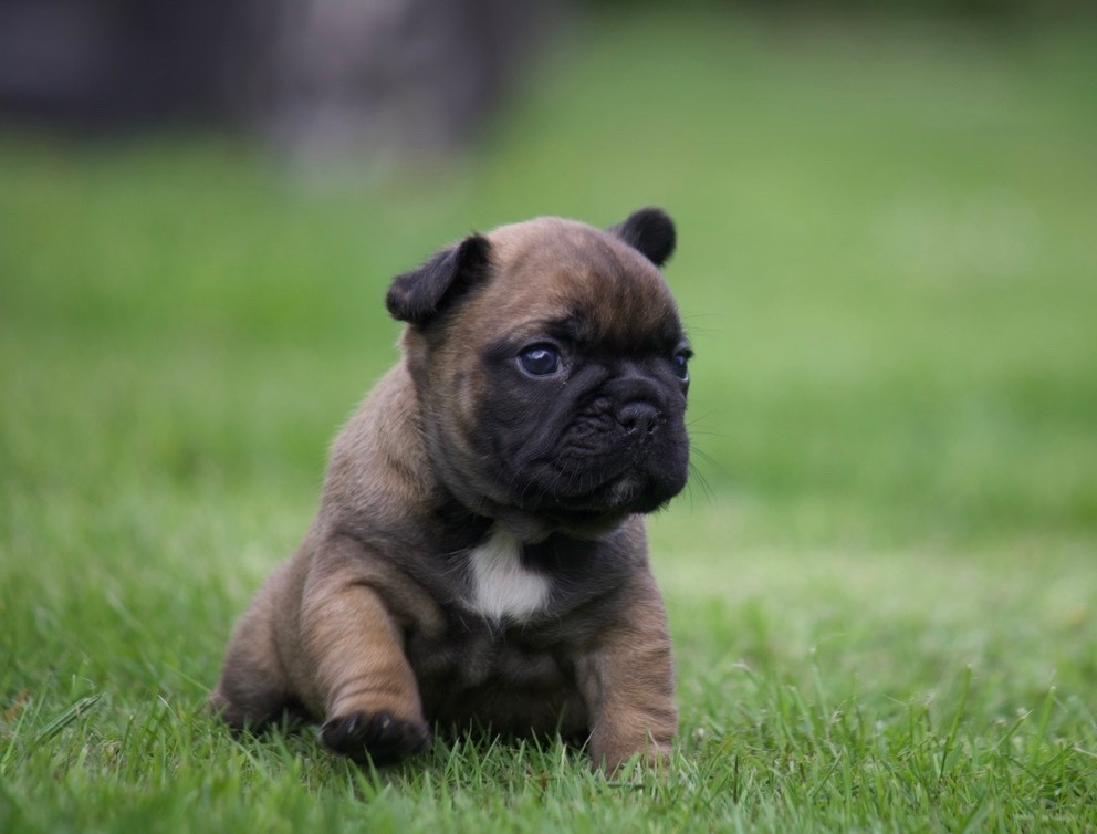 de l'Empire des Hellls - Chiots disponibles - Bouledogue français