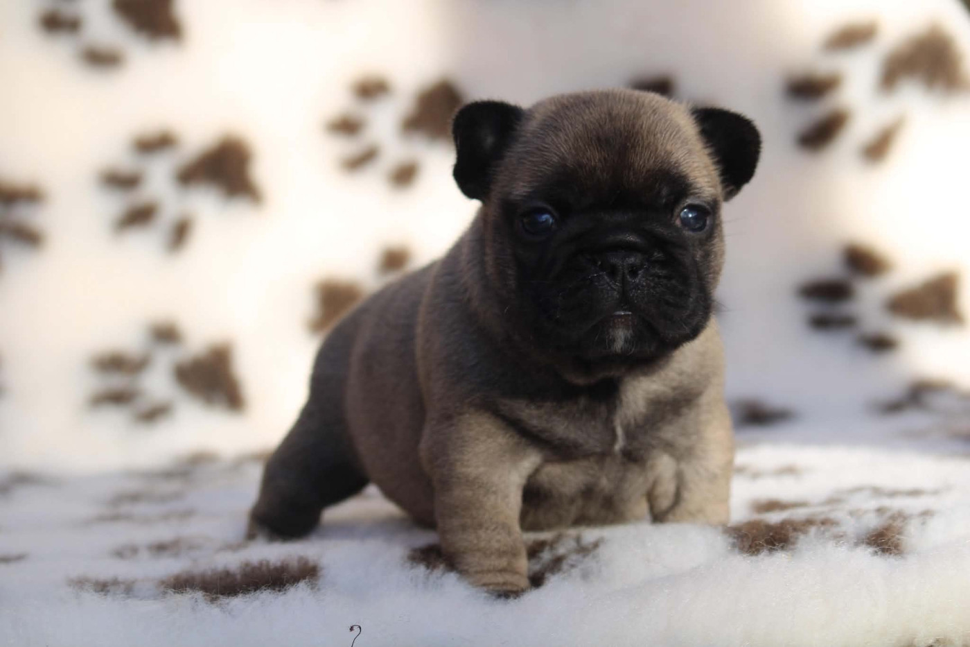 de l'Empire des Hellls - Chiots disponibles - Bouledogue français