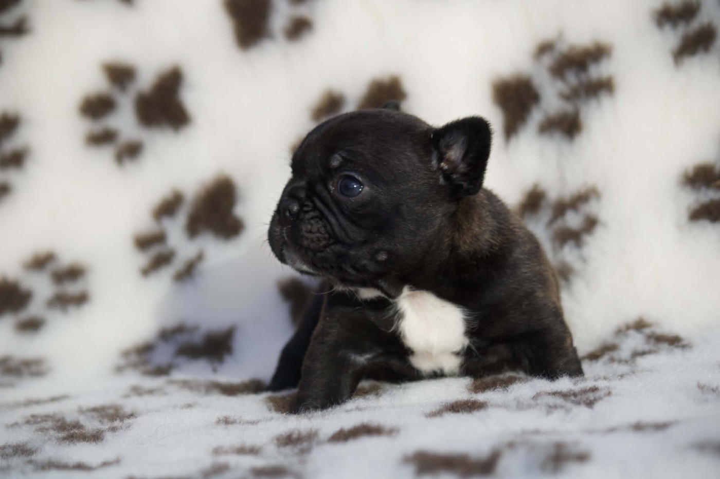 de l'Empire des Hellls - Chiots disponibles - Bouledogue français