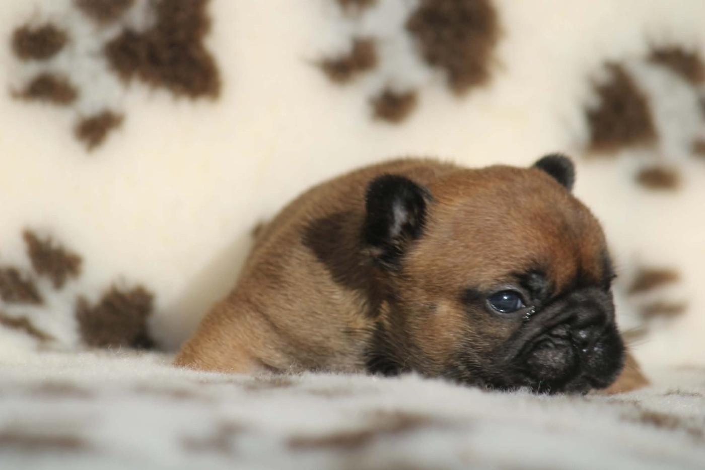 de l'Empire des Hellls - Chiots disponibles - Bouledogue français