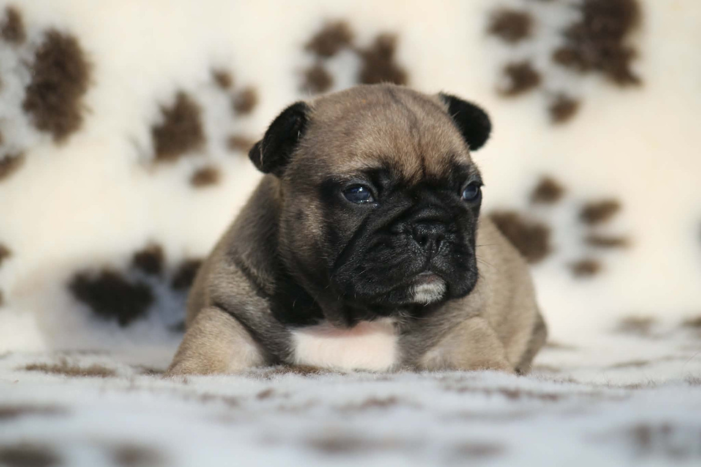 de l'Empire des Hellls - Chiots disponibles - Bouledogue français